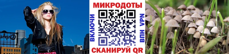 Псилоцибиновые грибы Psilocybe  mega зеркало  Выборг 