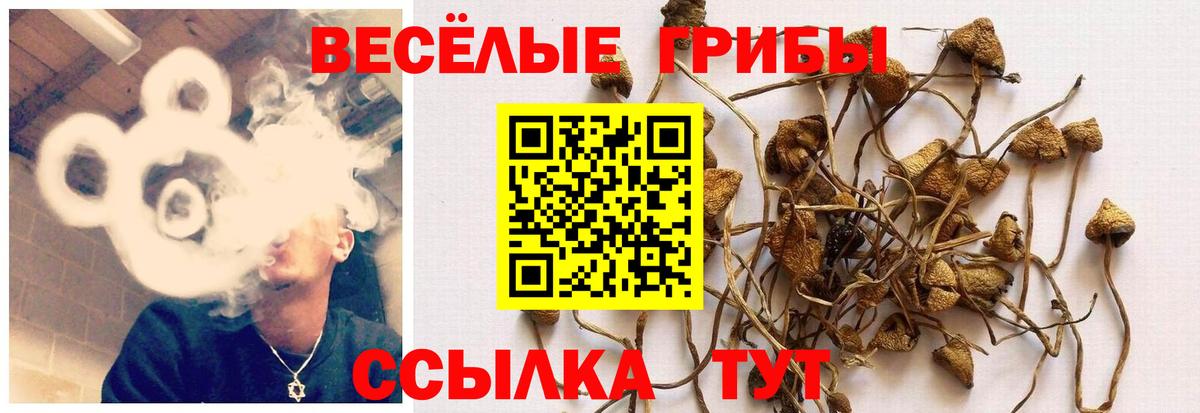 Галлюциногенные грибы GOLDEN TEACHER  Галлюциногенные грибы прущие грибы  Вход с VPN  Выборг 